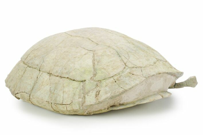 Inflated Fossil Tortoise (Testudo) w/ Limb Bone - South Dakota #355982